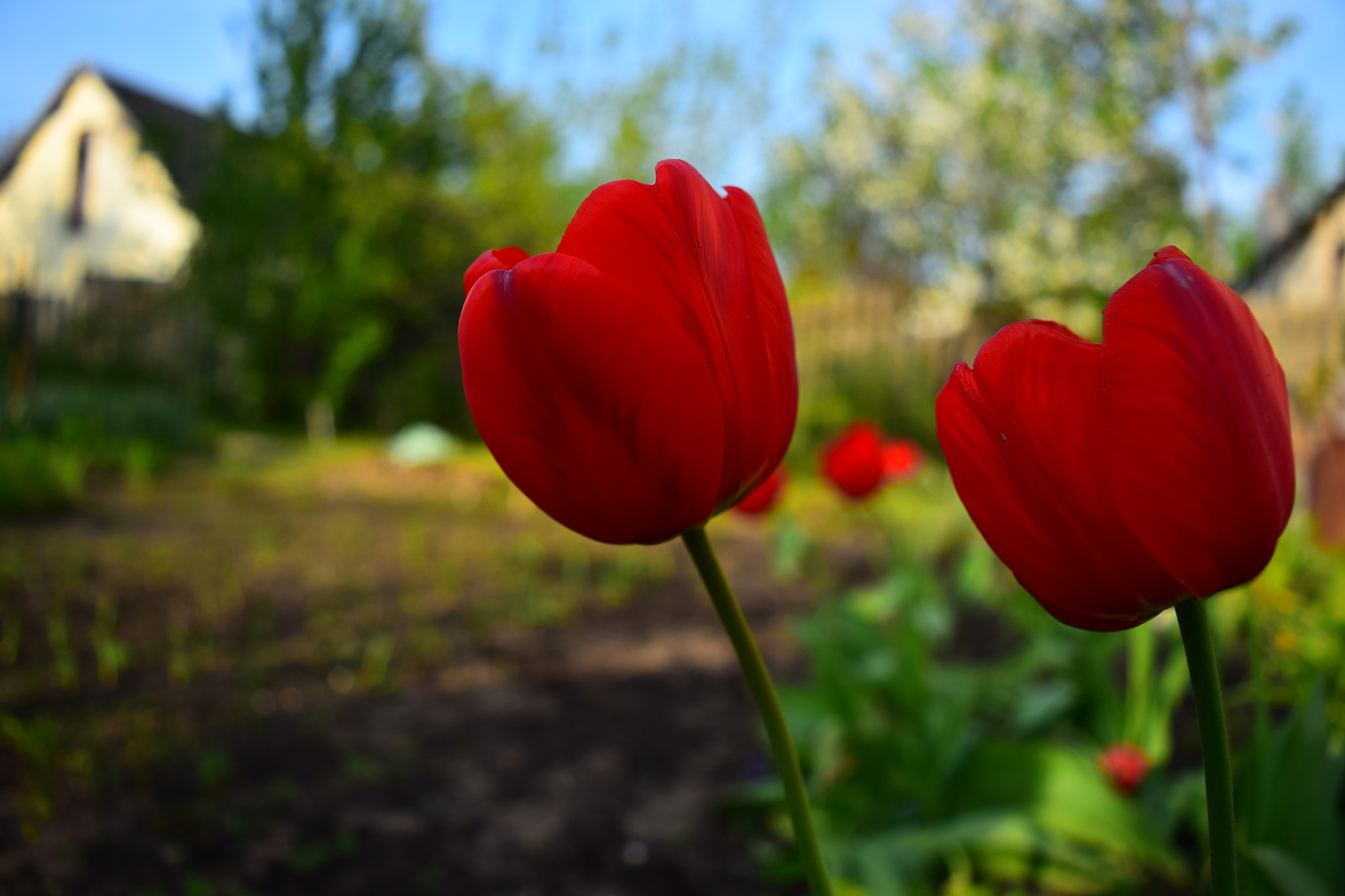 Nikon D5300 sample photo. Dsc photography