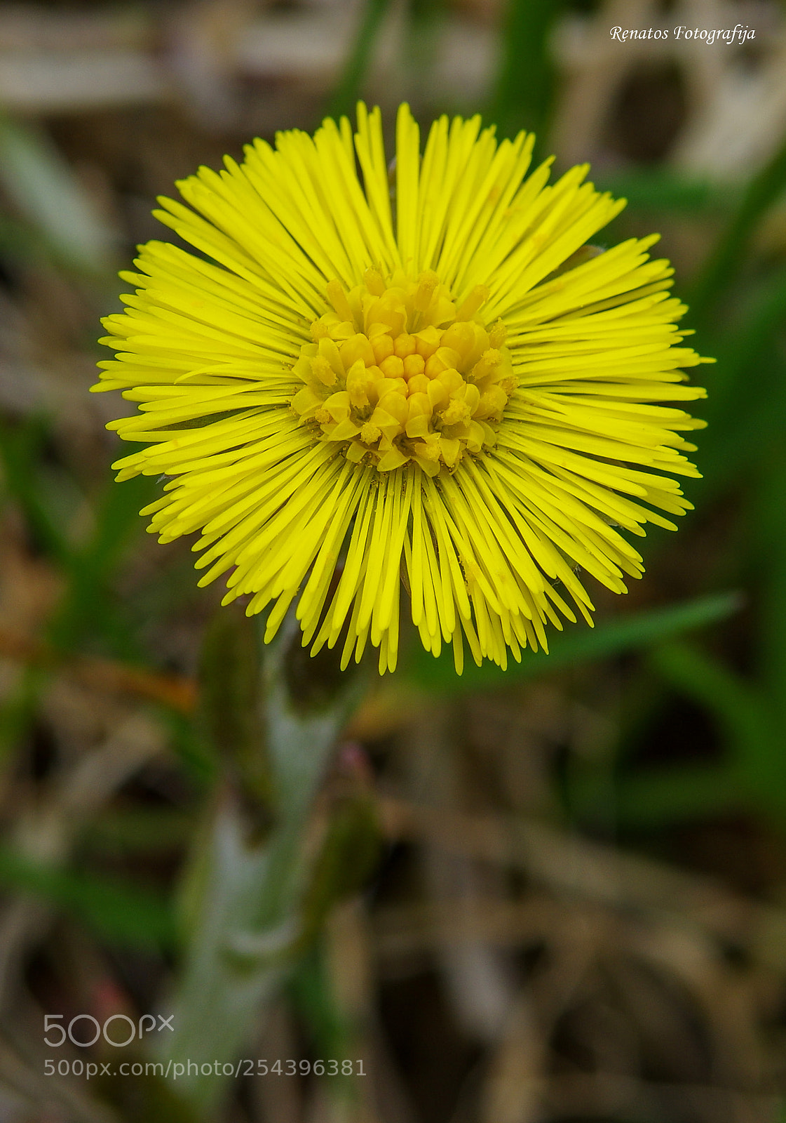 Pentax K-3 sample photo. Flower photography