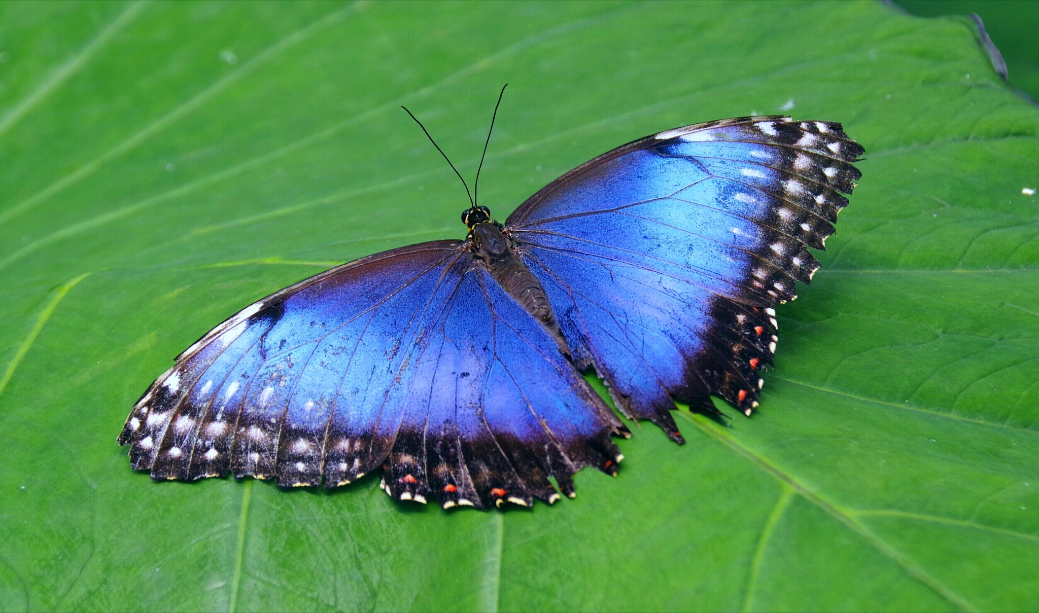 Pentax K-70 sample photo. Blue butterfly 1 photography