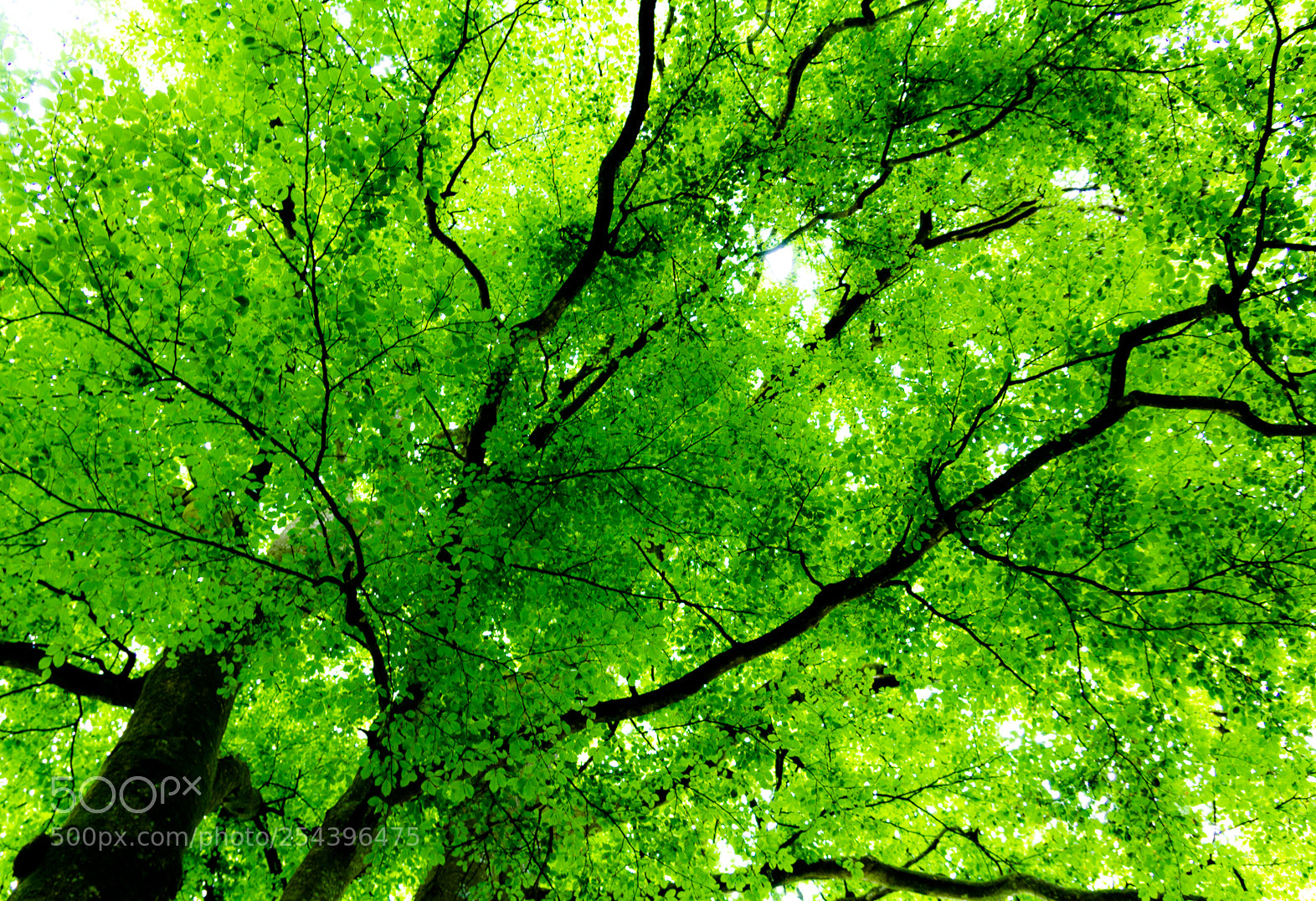Canon EOS 60D sample photo. Greenleafs photography