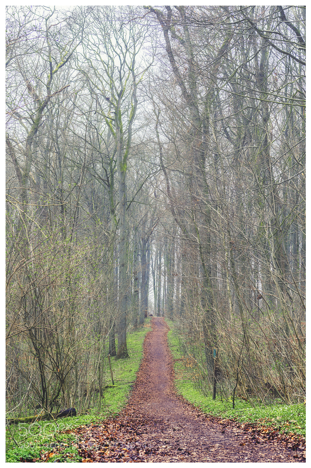 Nikon D850 sample photo. The road to spring photography