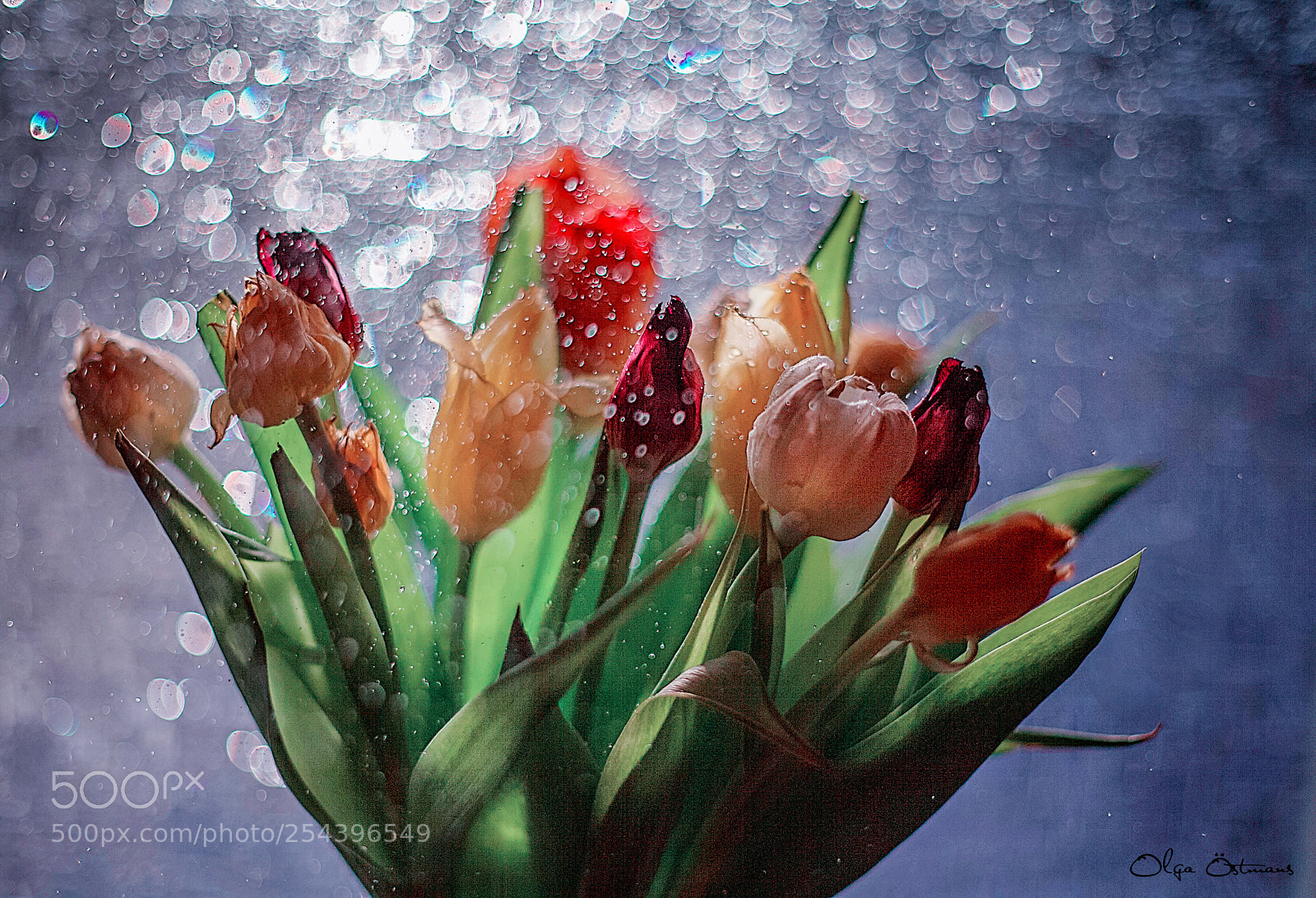 Canon EOS 5D Mark II sample photo. Tulips photography