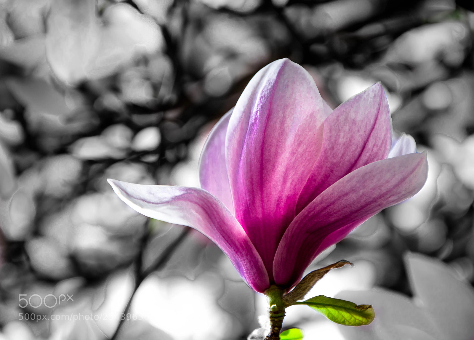 Nikon D7100 sample photo. Flor magnolia in blossom photography