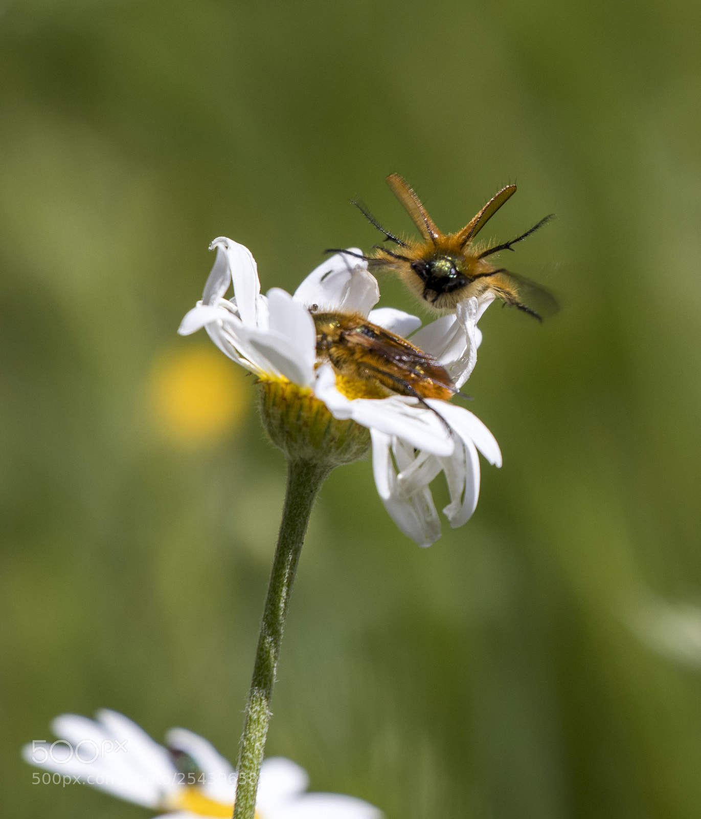 Canon EOS 77D (EOS 9000D / EOS 770D) sample photo. Fly photography
