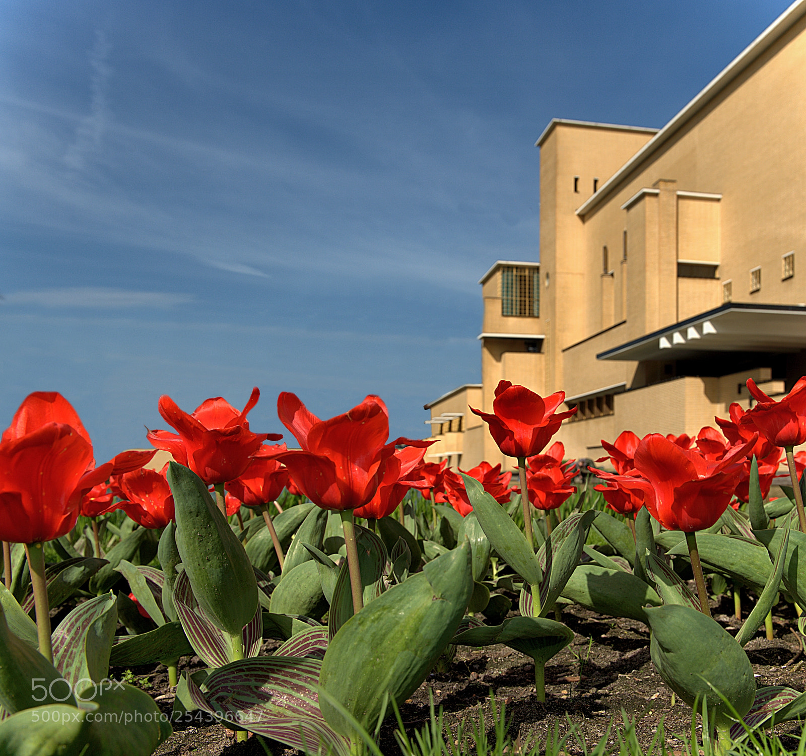 Nikon D700 sample photo. Tulpen photography