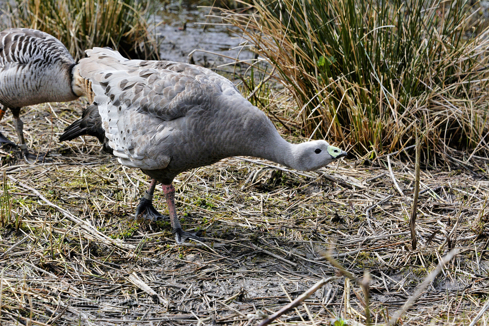 Nikon D7100 sample photo. Cape barren goose photography