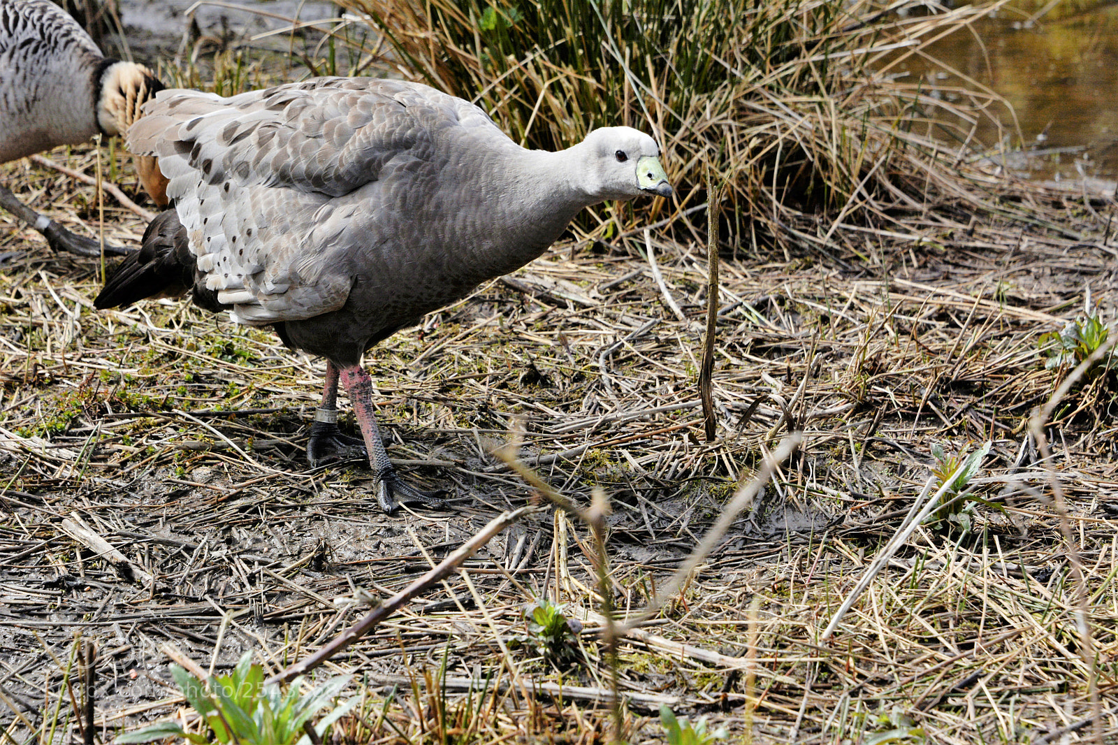 Nikon D7100 sample photo. Cape barren goose photography
