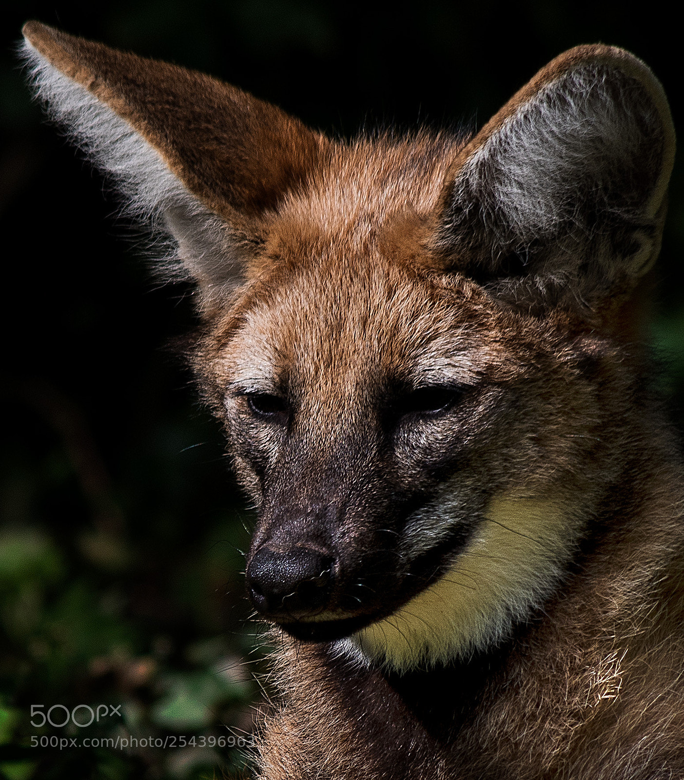 Pentax K-1 sample photo. Maned wolf photography