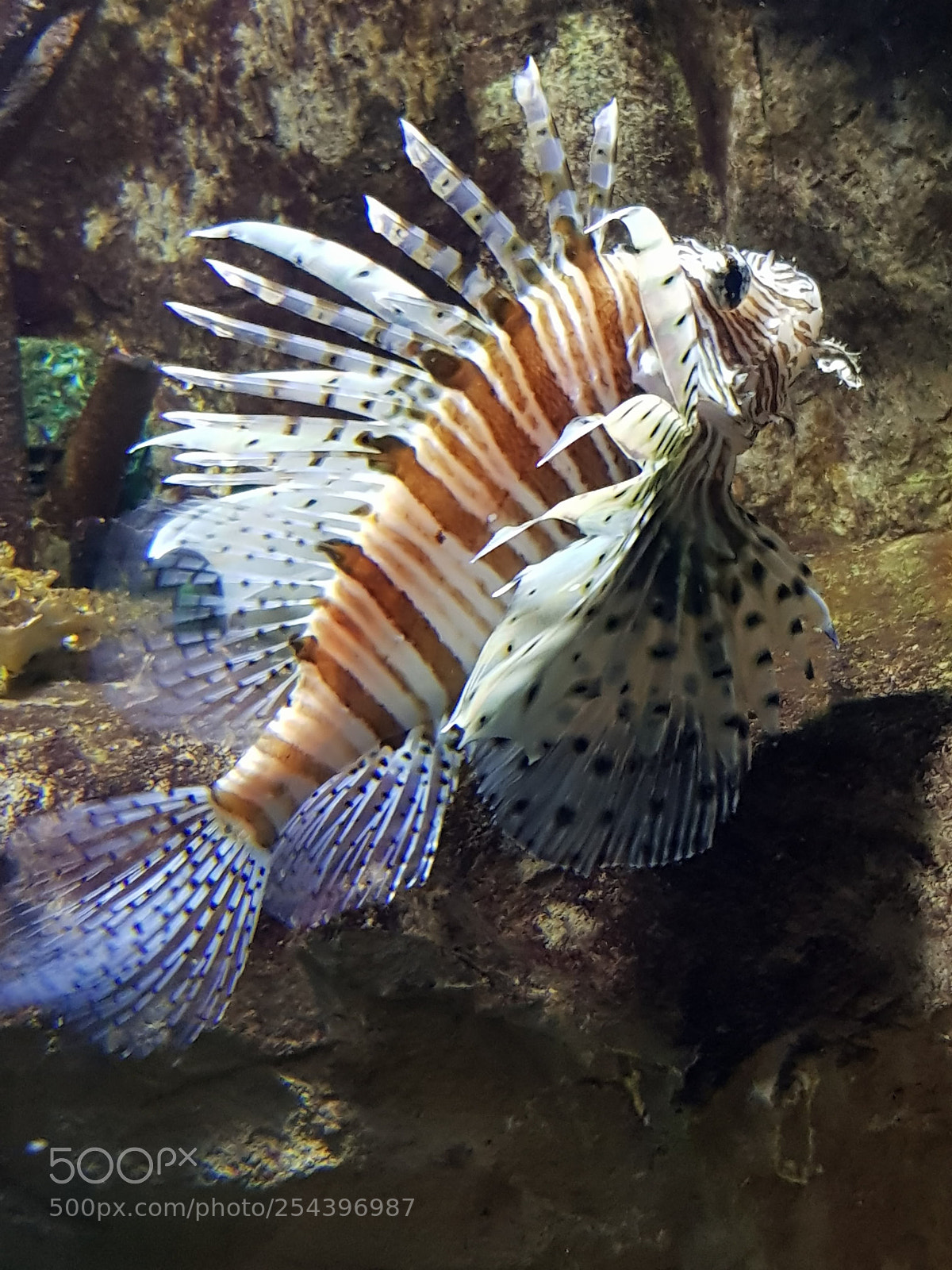 Samsung Galaxy S8 sample photo. Devil firefish.swimming up! photography