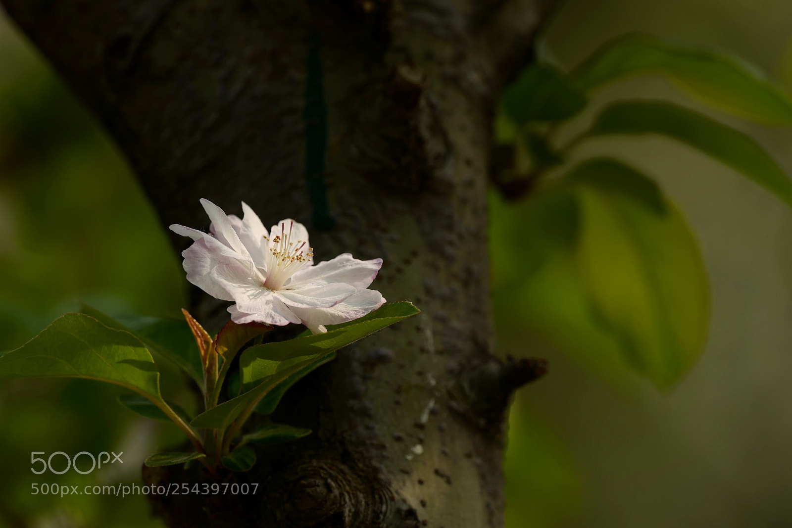 Leica SL (Typ 601) sample photo. Untitled photography