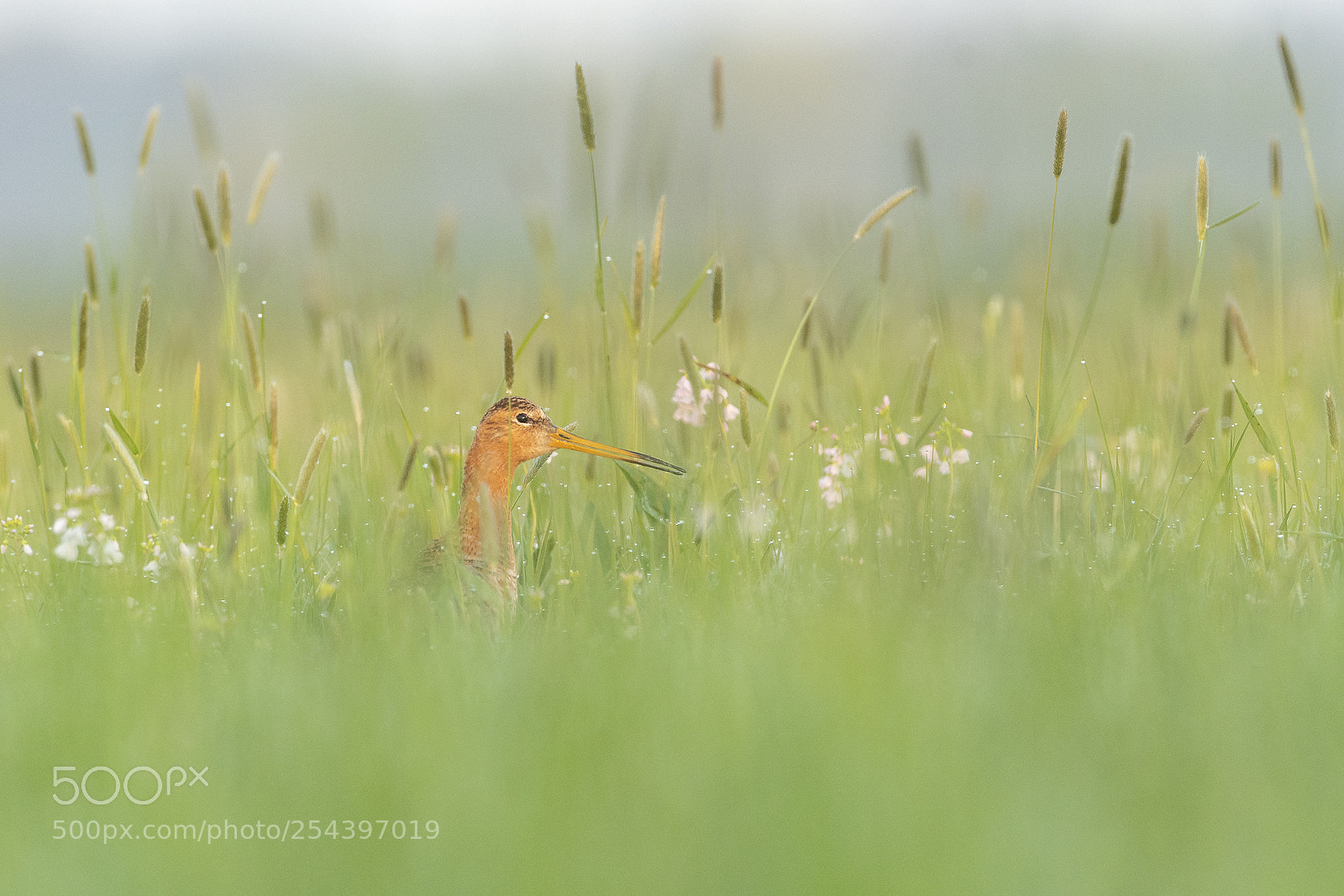 Nikon D500 sample photo. Black-tailed godwit photography