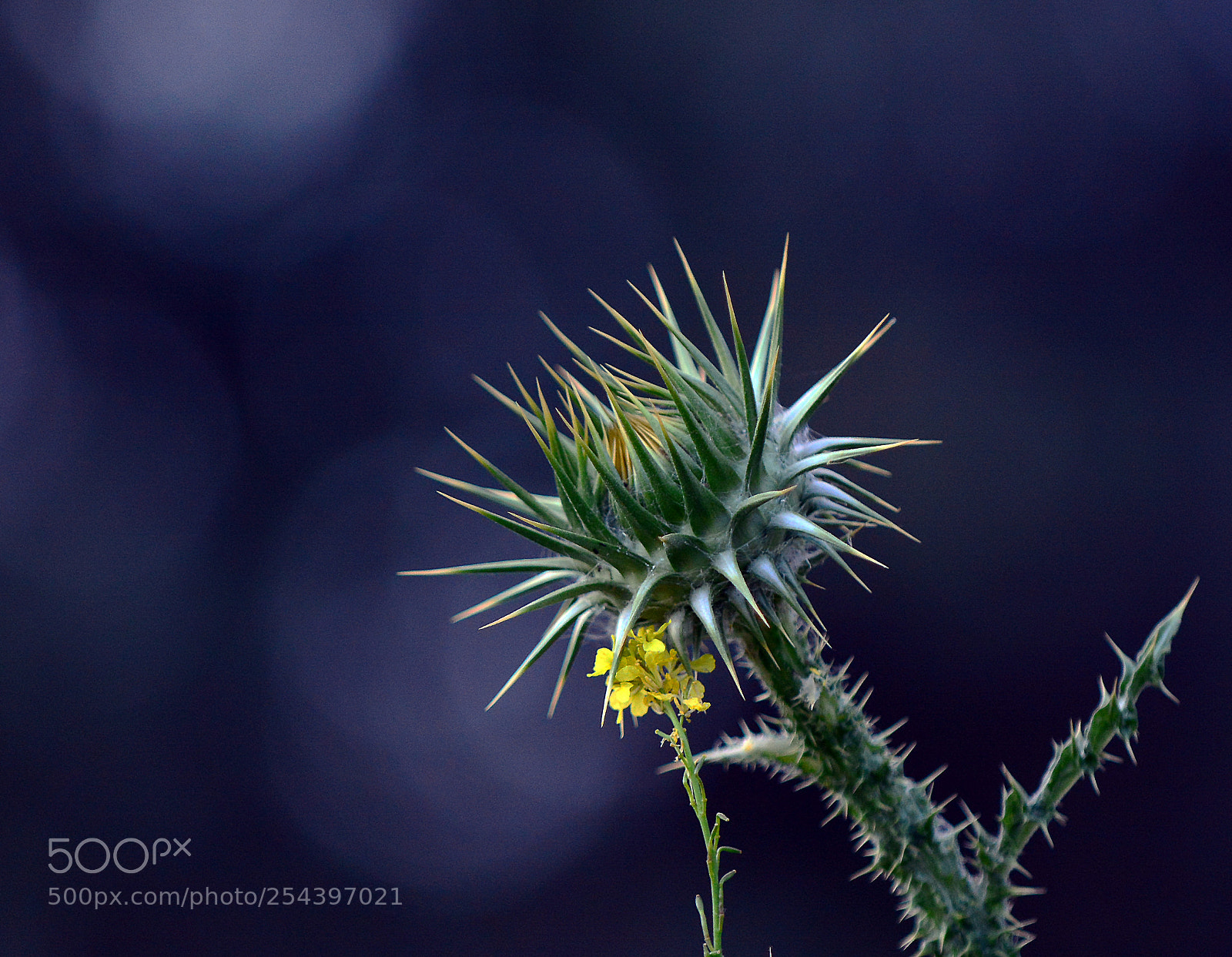 Nikon D7100 sample photo. Textures and colors of photography