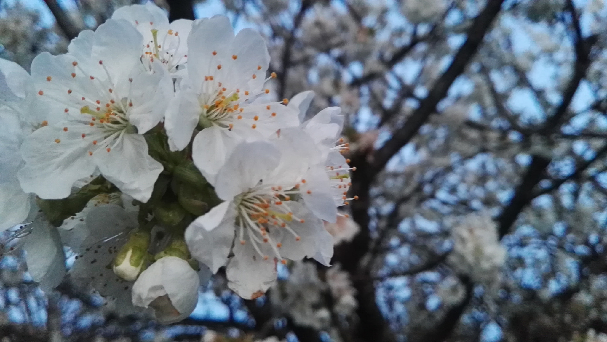 HUAWEI P8 sample photo. Primavera photography