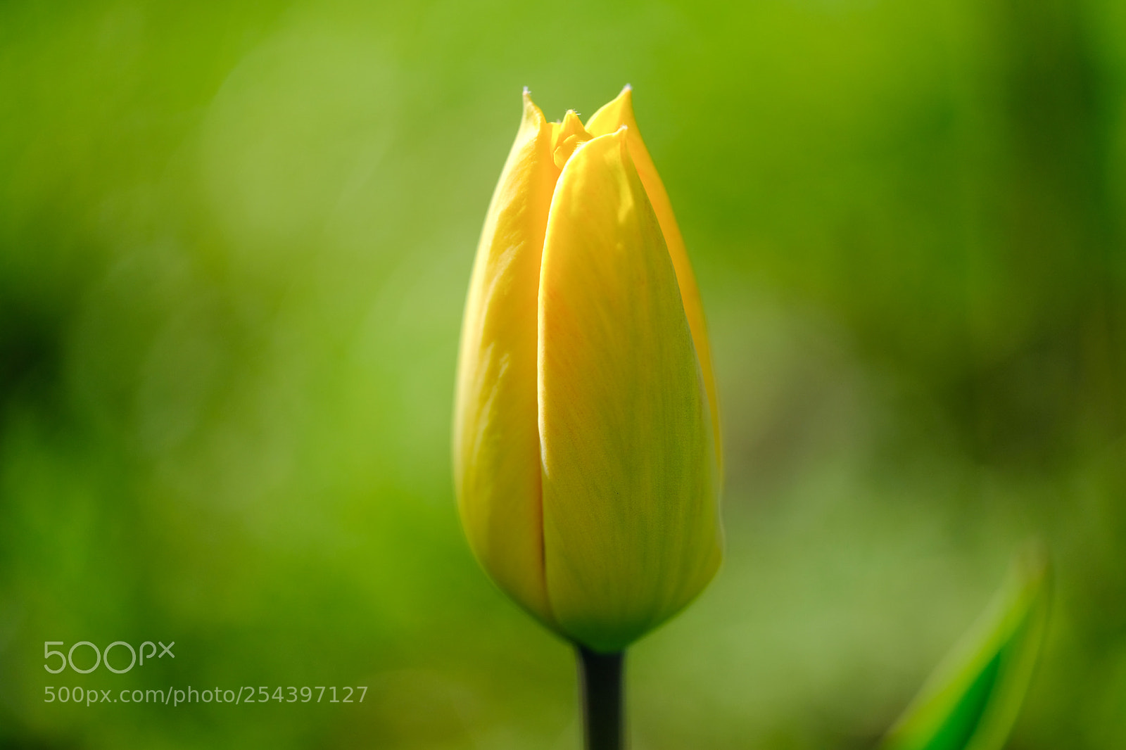 Fujifilm X-T20 sample photo. Tulip teenager photography