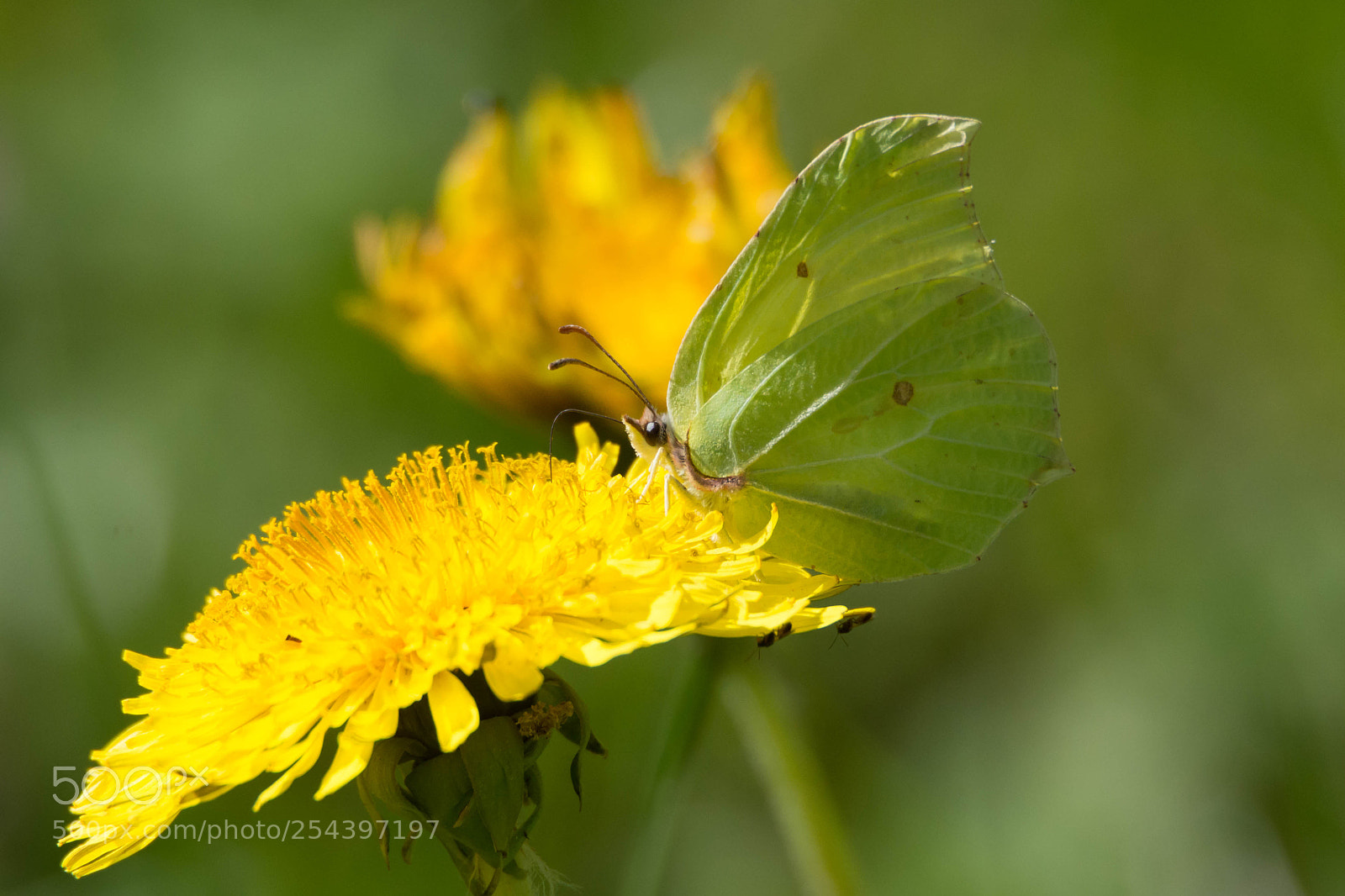Nikon D7200 sample photo. Un citron sur une photography