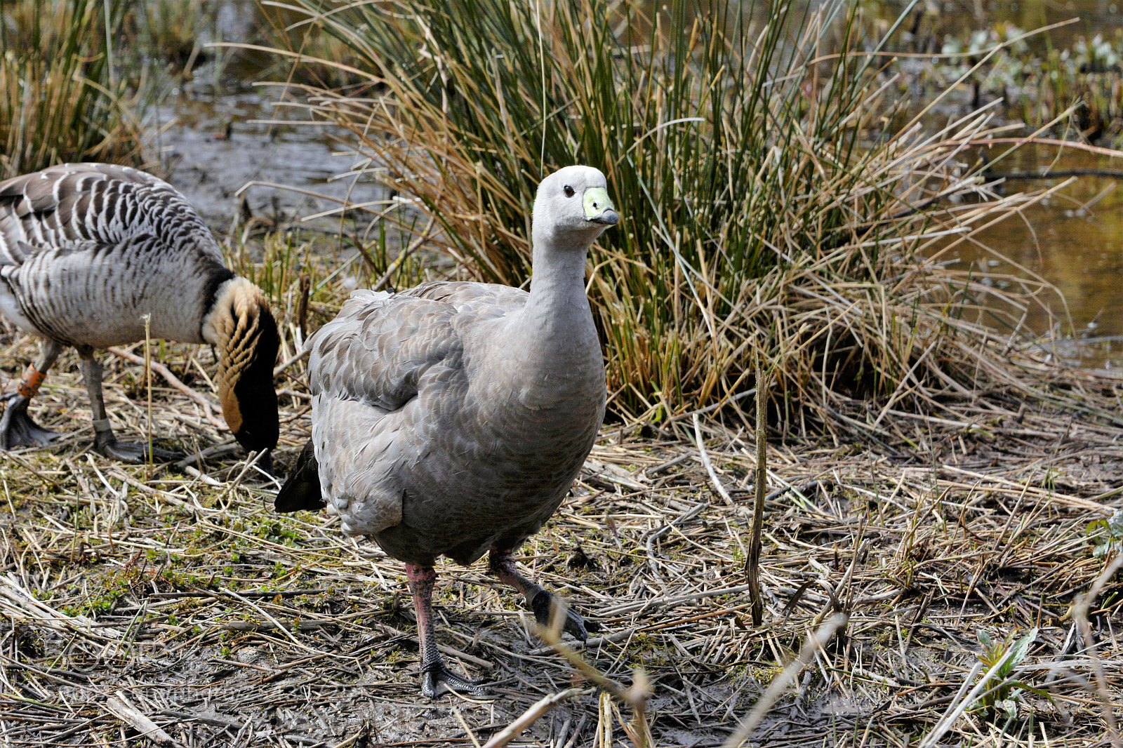 Nikon D7100 sample photo. Cape barren goose photography