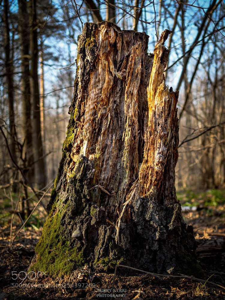 Olympus OM-D E-M1 sample photo. Stump photography