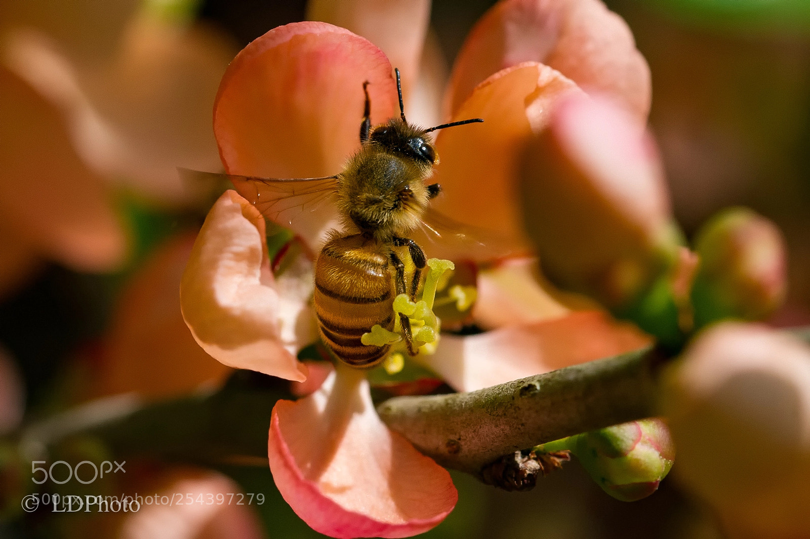 Nikon D3S sample photo. Bee on pink photography