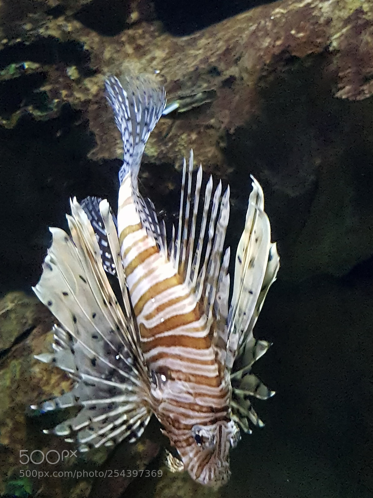 Samsung Galaxy S8 sample photo. Devil firefish.swimming down photography