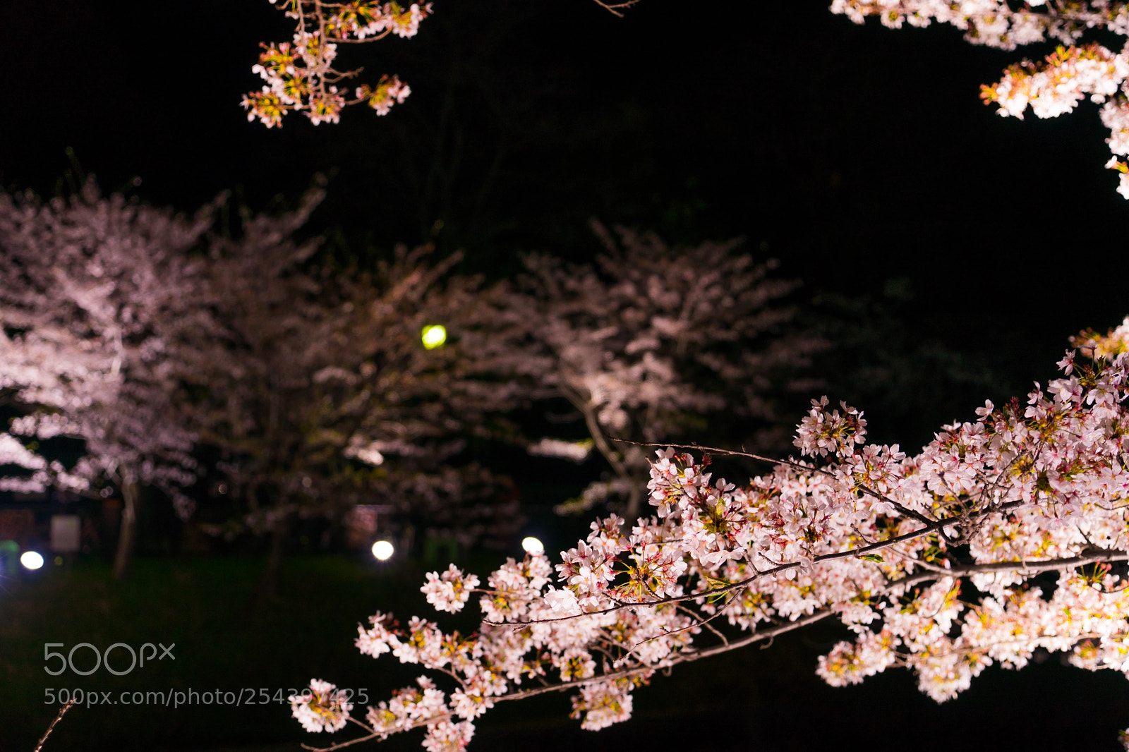 Sony a7 II sample photo. Cherry blossom at night photography