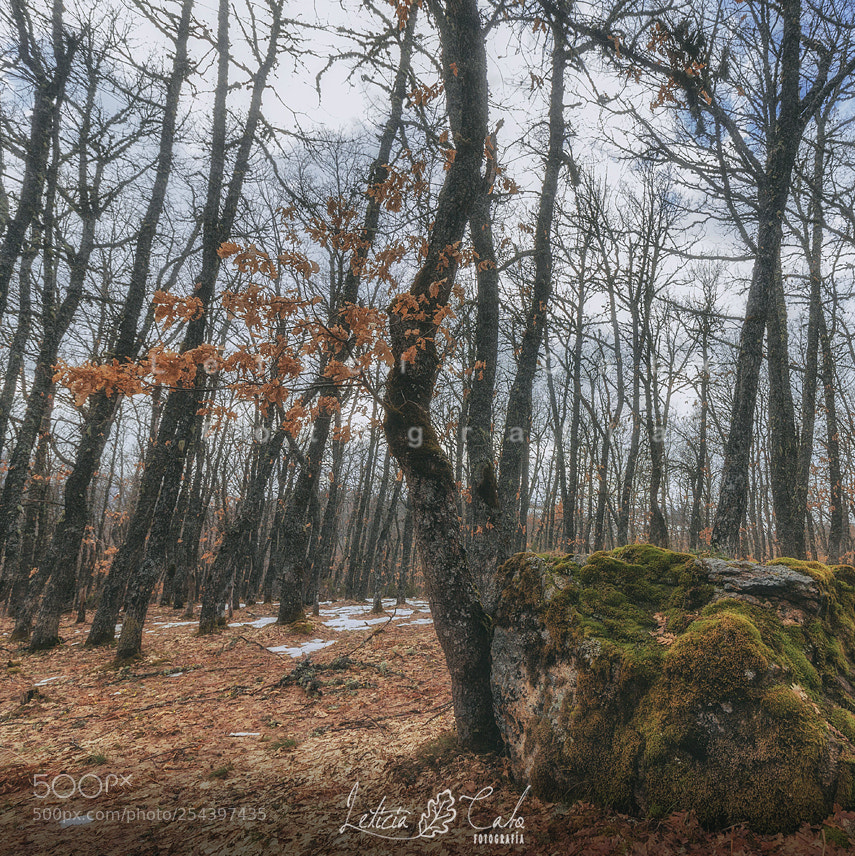 Canon EOS 600D (Rebel EOS T3i / EOS Kiss X5) sample photo. Los bosques de esus photography