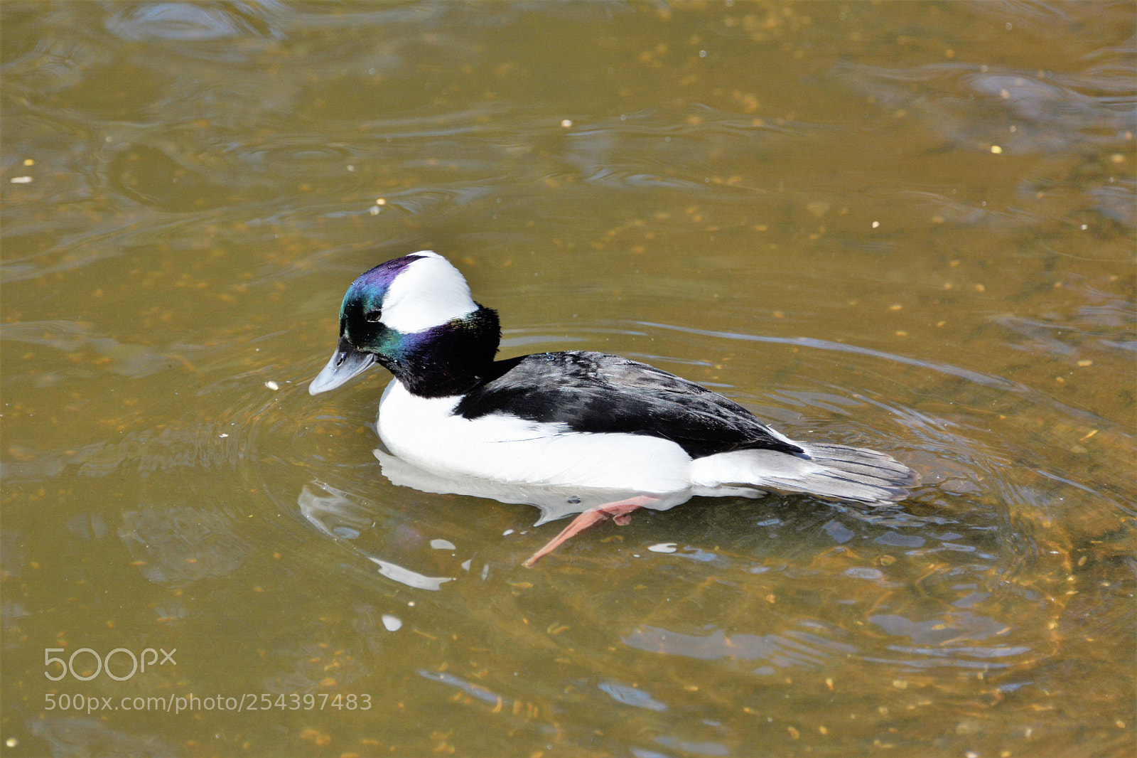 Nikon D7100 sample photo. Buffle head male photography