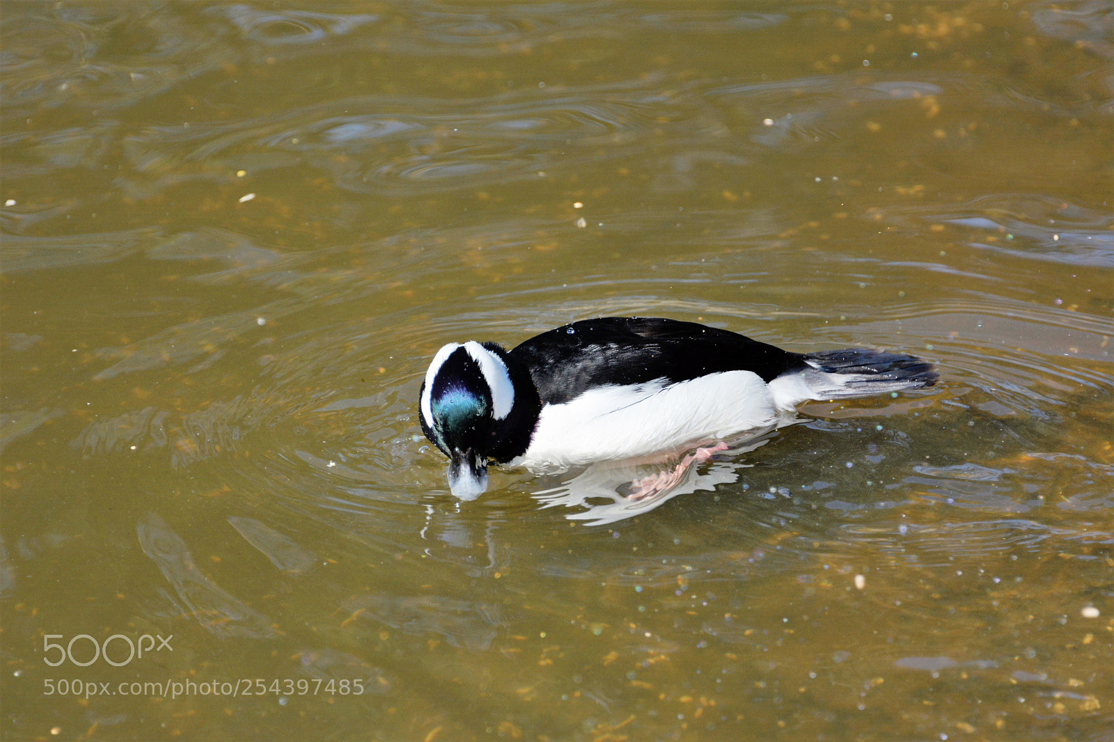 Nikon D7100 sample photo. Buffle head male photography
