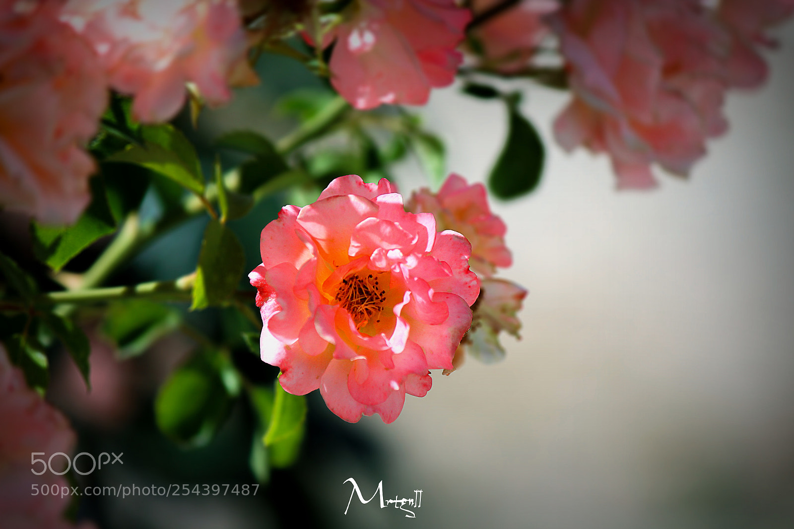 Canon EOS 650D (EOS Rebel T4i / EOS Kiss X6i) sample photo. Foto raf ekmeyi seven photography