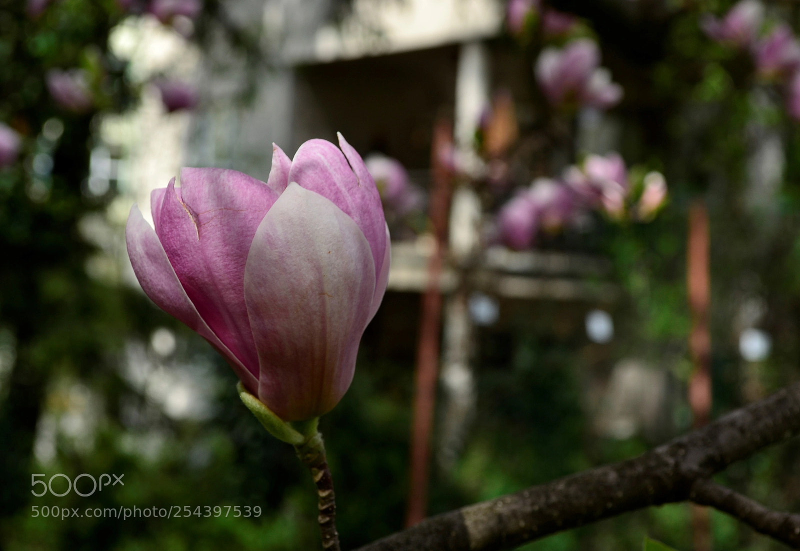 Nikon D3100 sample photo. ~ magnolia ~ photography