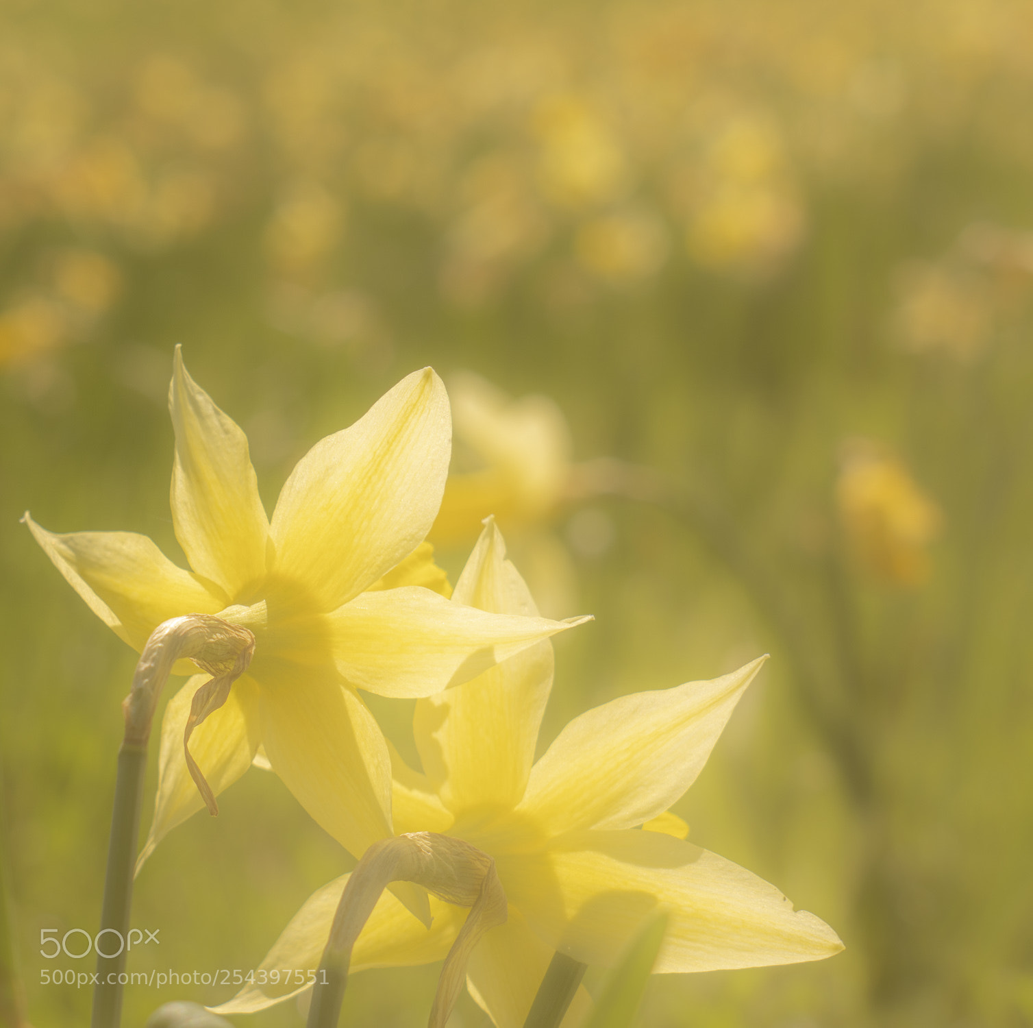 Sony a7R III sample photo. Wild daffodils photography