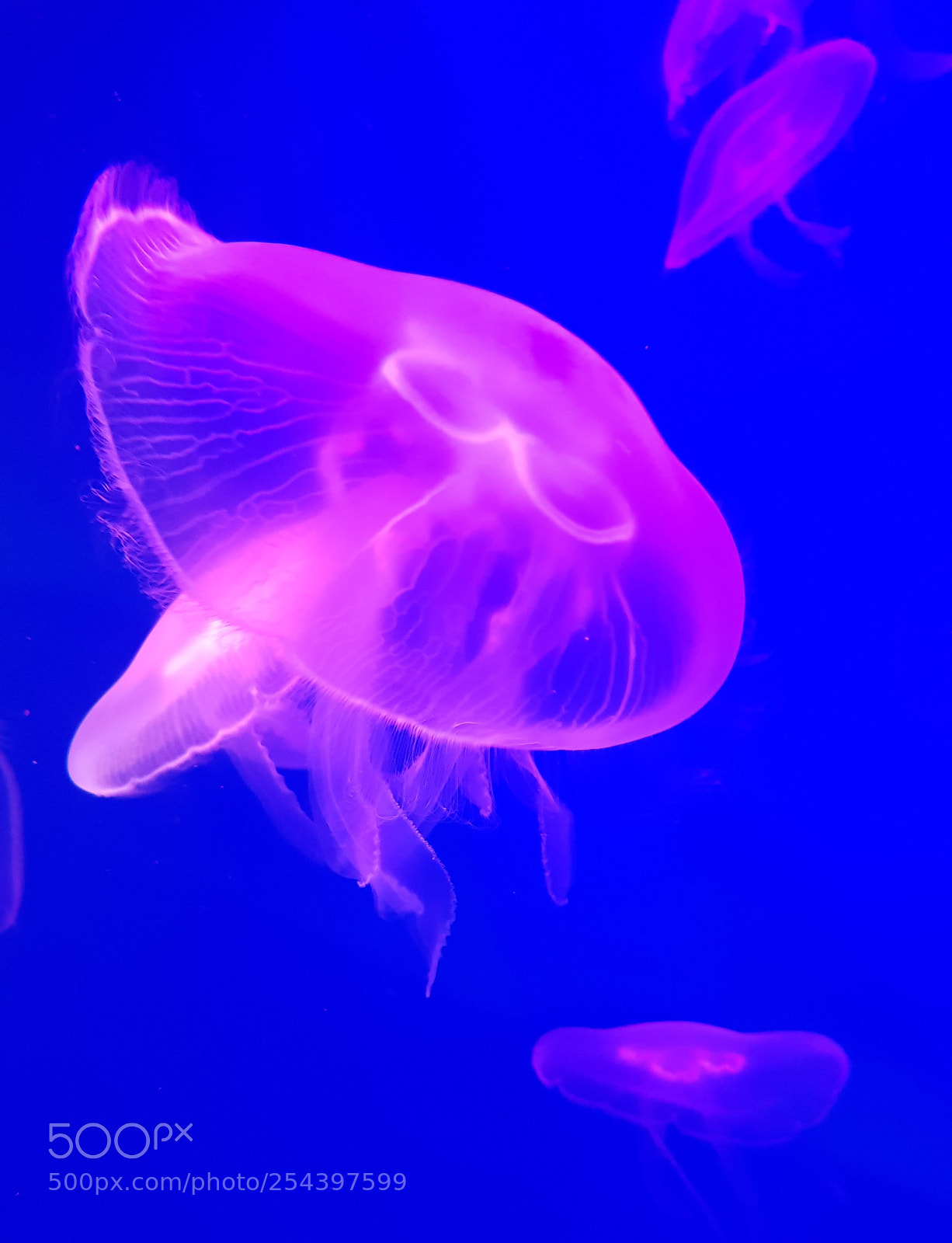 Samsung Galaxy S8 sample photo. Jellyfish photography