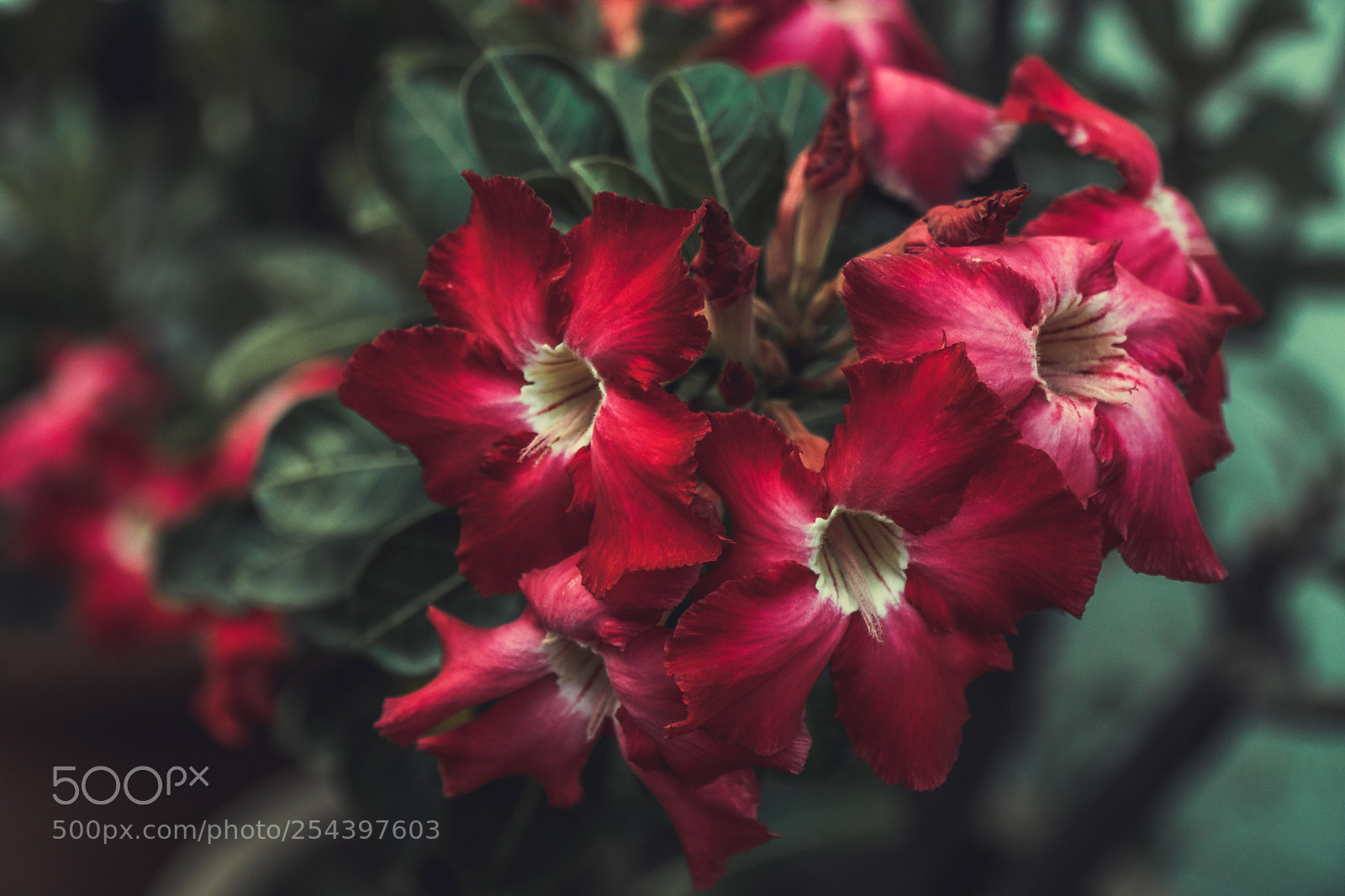 Sony a6500 sample photo. Red flower photography