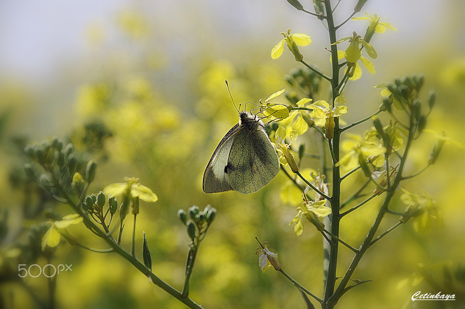 Nikon D3 sample photo. Butterfly photography