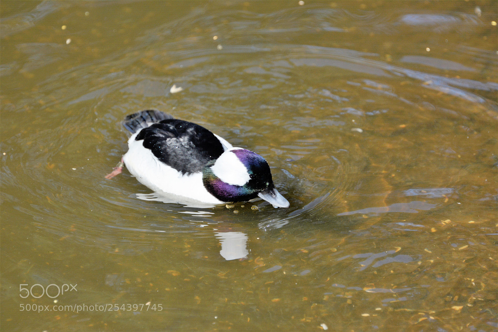 Nikon D7100 sample photo. Buffle head male photography