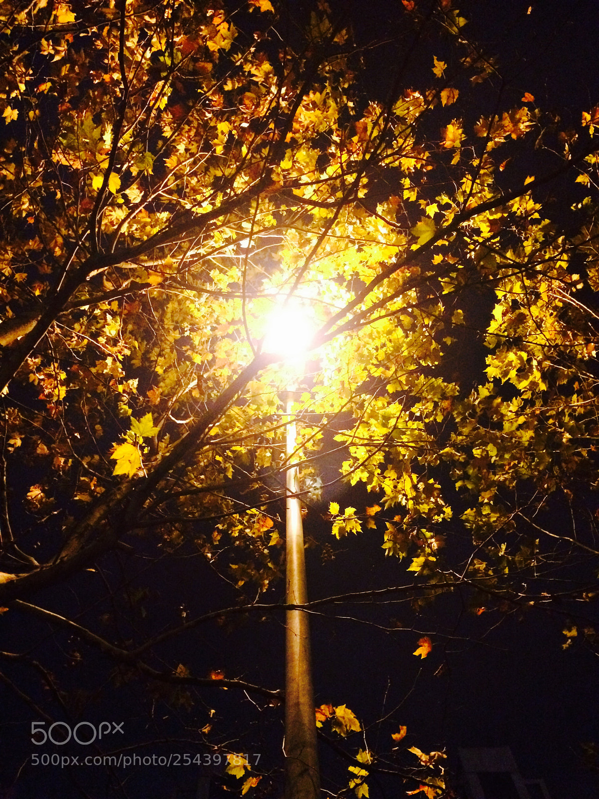 Apple iPhone 5s sample photo. 2015-11-25 202252.jpg photography