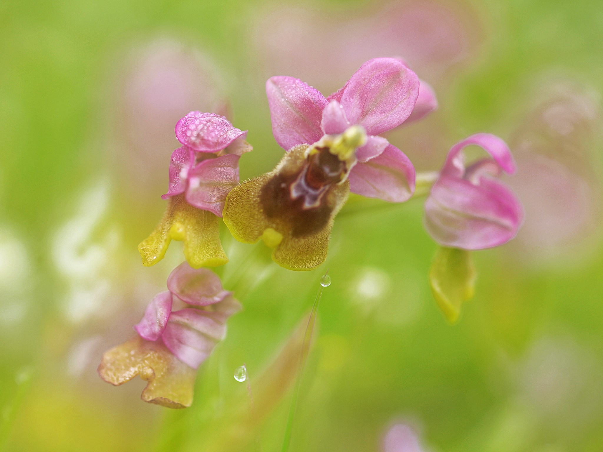 Olympus E-30 sample photo. Orquideas photography
