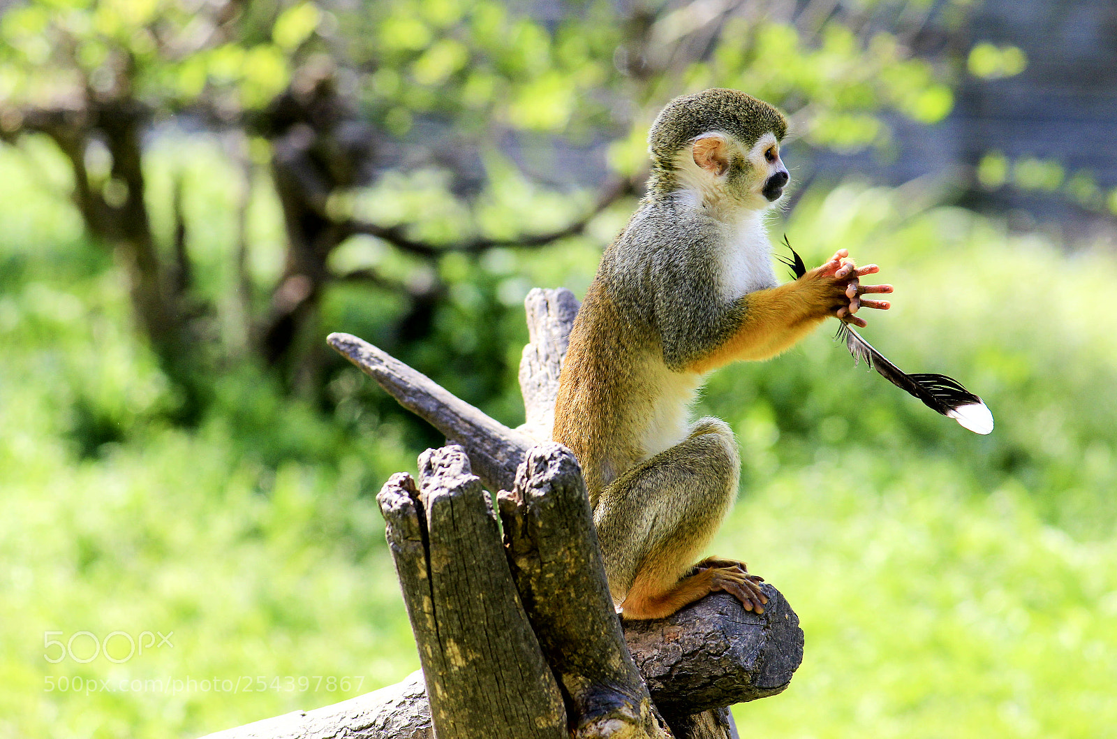 Canon EOS 600D (Rebel EOS T3i / EOS Kiss X5) sample photo. Xxxx monkey ? photography