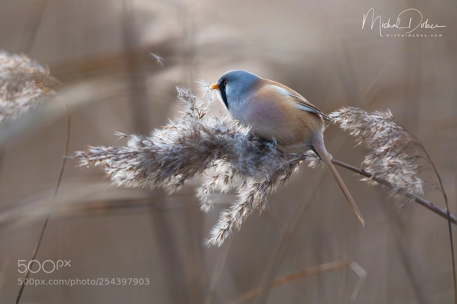 Canon EOS 5D Mark IV sample photo. Reedling photography