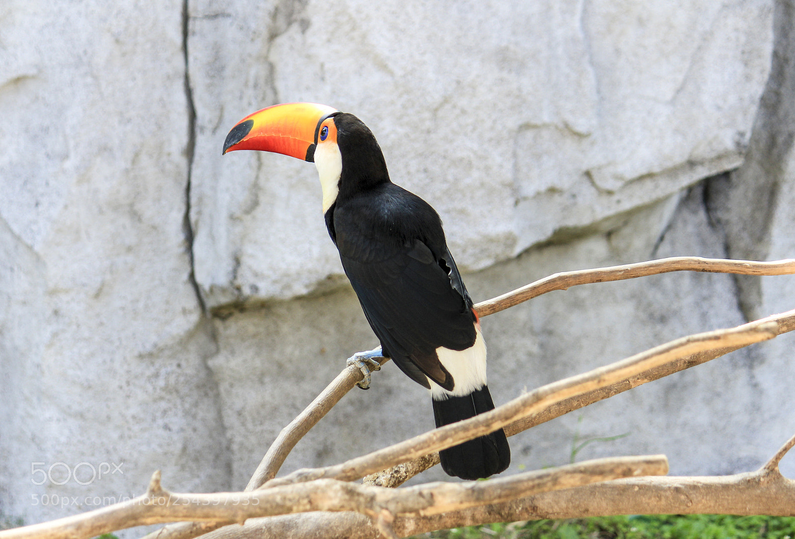 Canon EOS 600D (Rebel EOS T3i / EOS Kiss X5) sample photo. Xxxx big mouth bird ??? photography