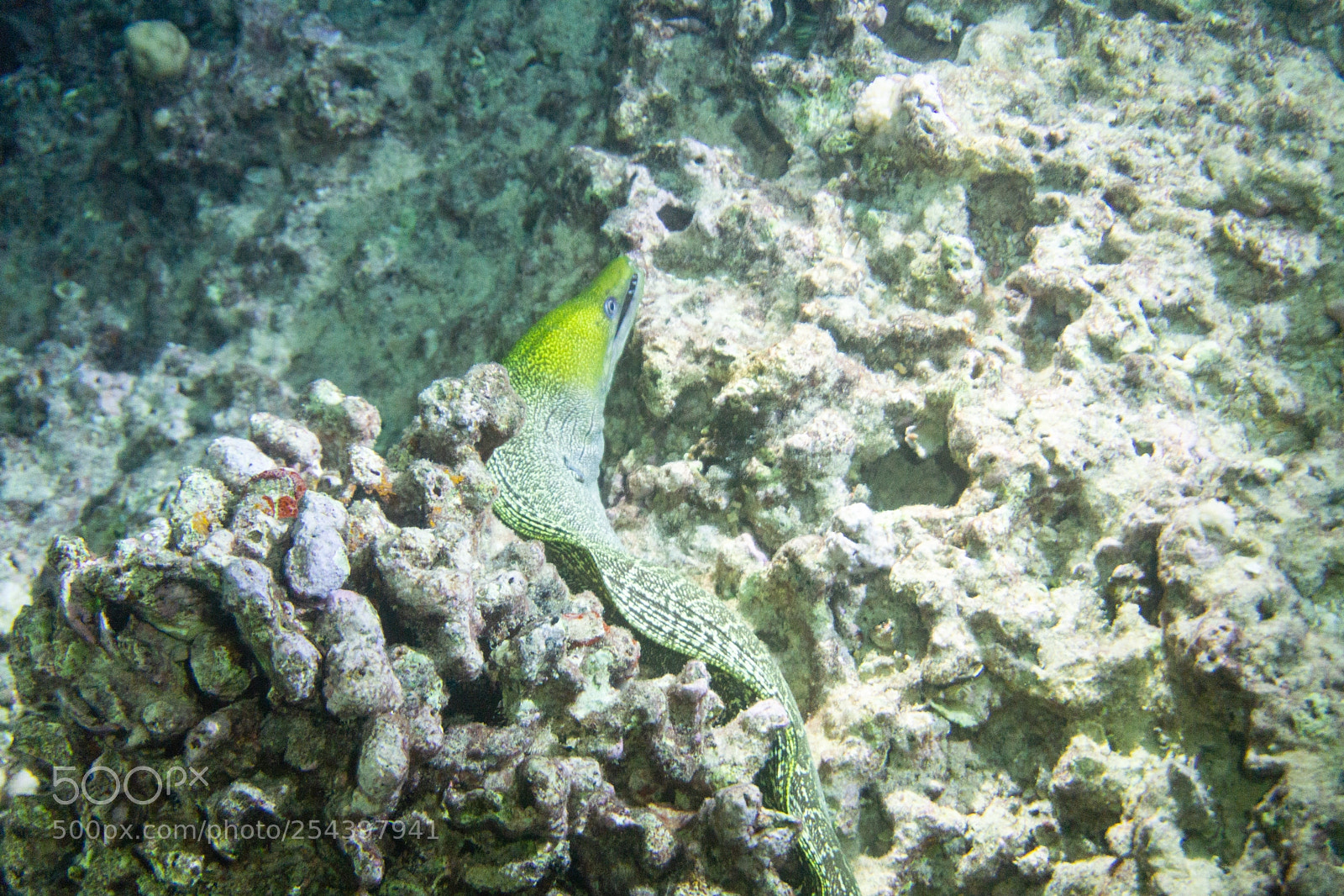 Sony a6000 sample photo. Eel photography