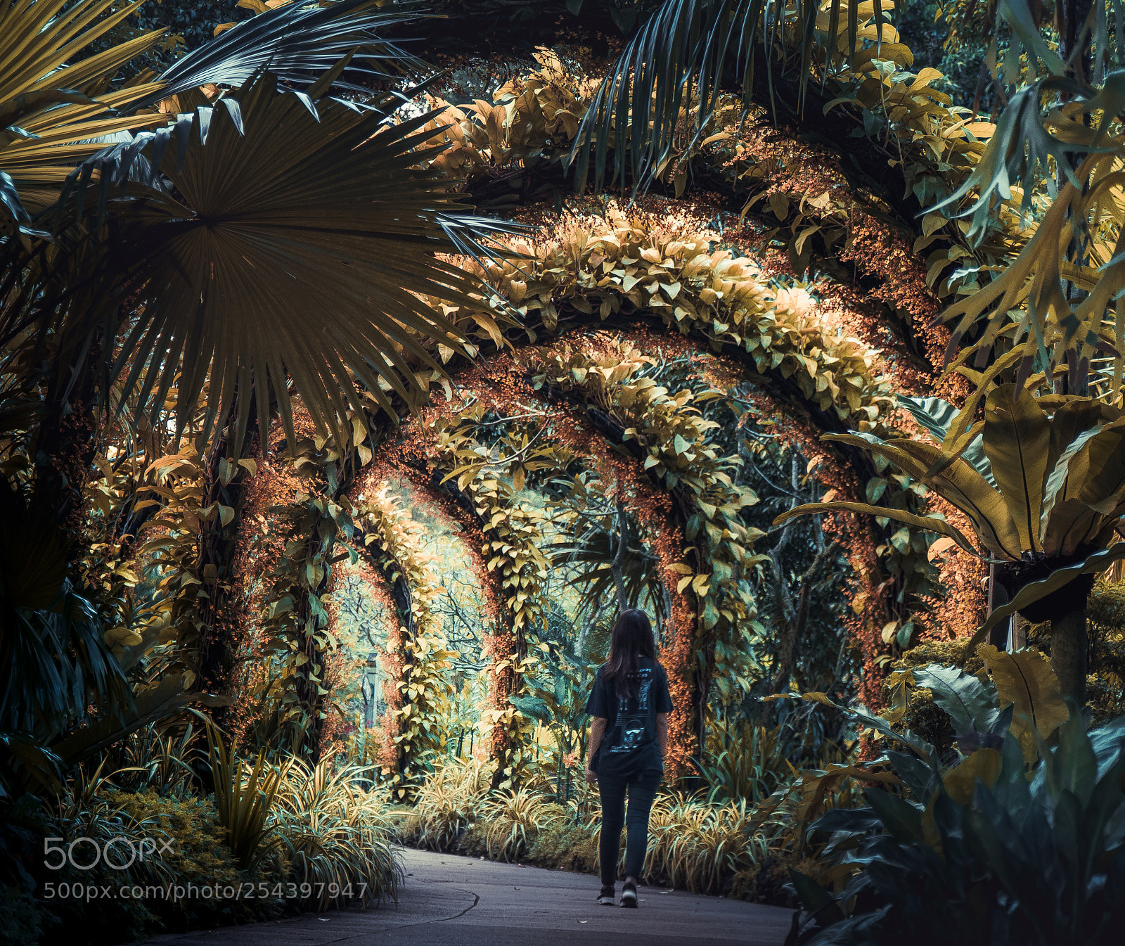 Sony a6500 sample photo. Enchanted forest photography