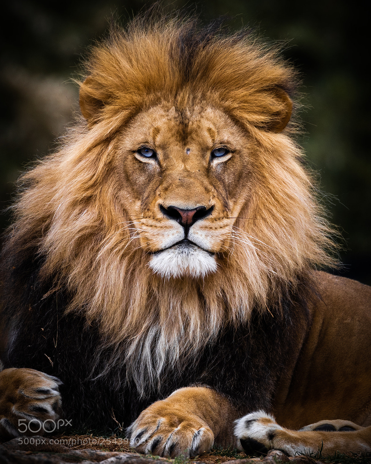 Canon EOS 5D Mark IV sample photo. His majesty photography