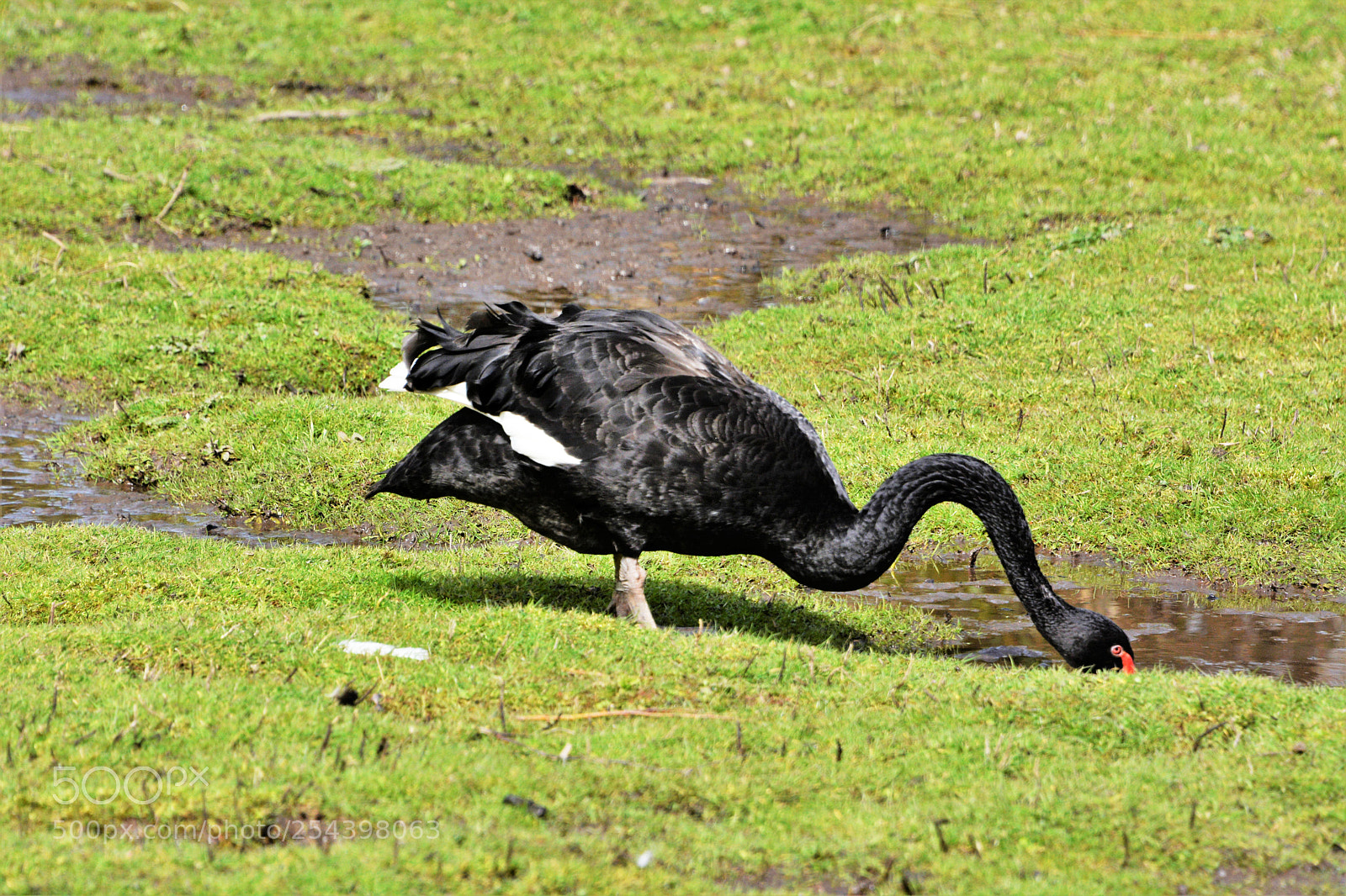 Nikon D7100 sample photo. Black swan photography