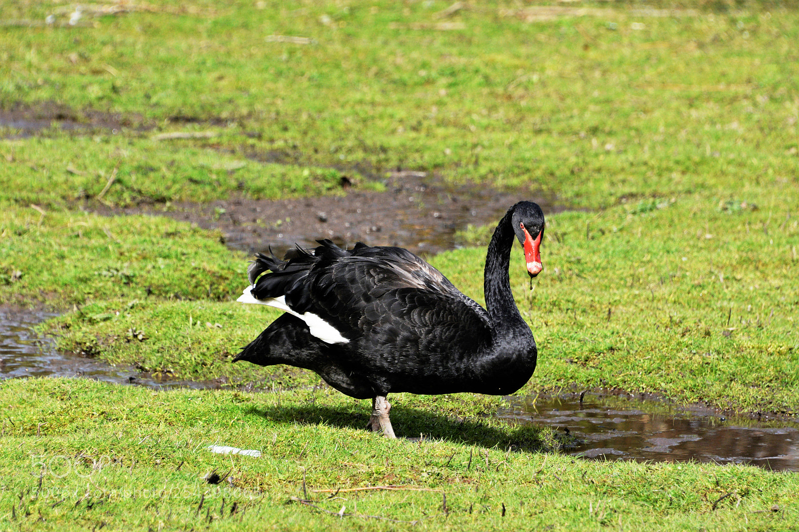 Nikon D7100 sample photo. Black swan photography