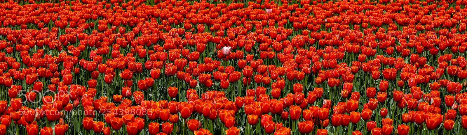 Canon EOS 5DS R sample photo. Tulip festival photography
