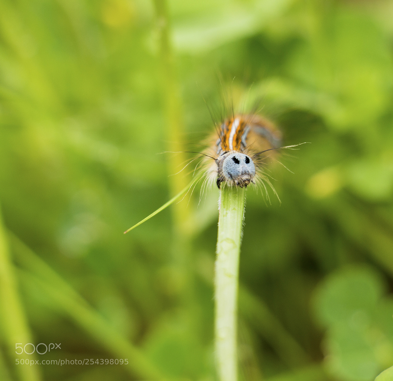 Canon EOS 700D (EOS Rebel T5i / EOS Kiss X7i) sample photo. Caterpillar photography