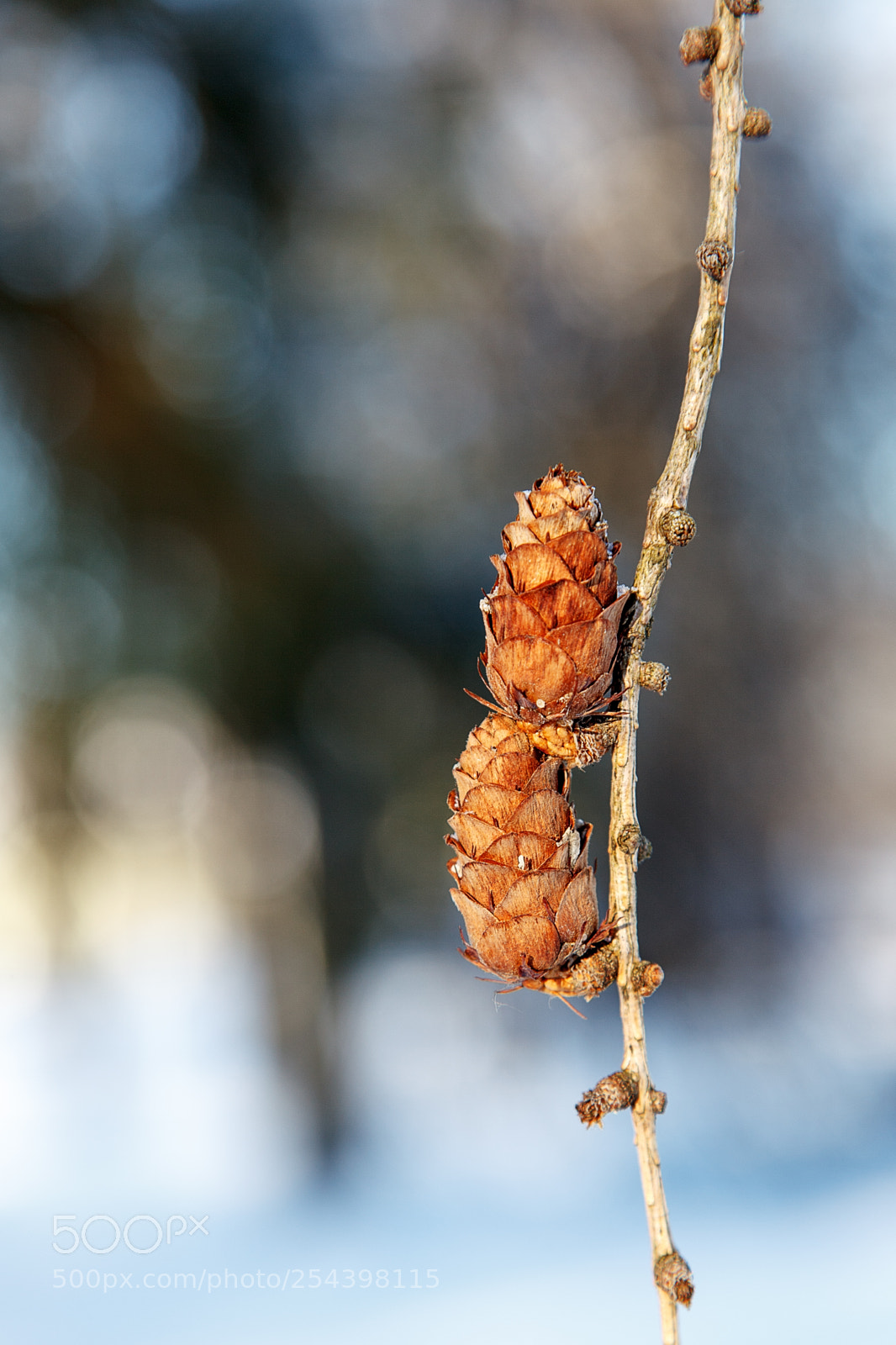 Canon EOS 5D Mark II sample photo. Couple photography