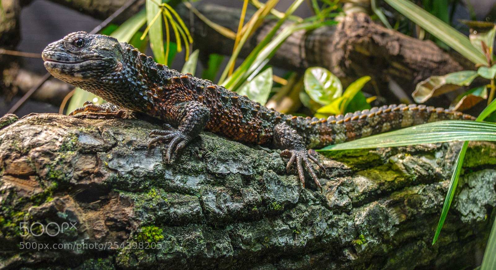 Nikon D3100 sample photo. Chinese crocodile lizard photography