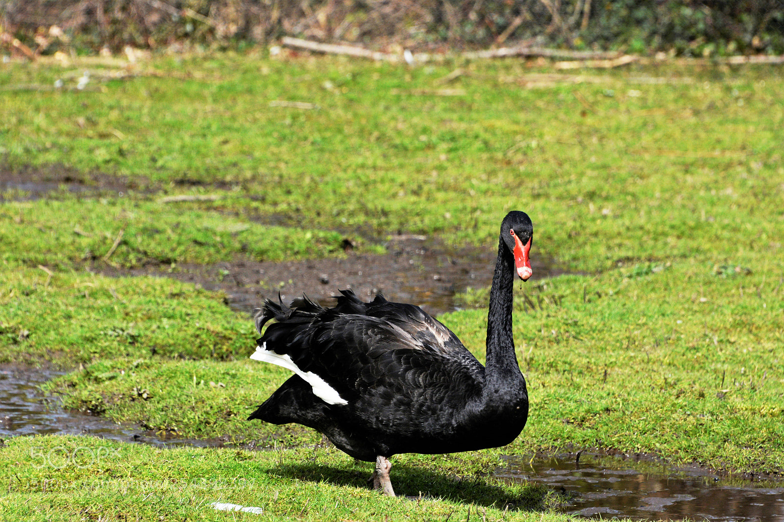 Nikon D7100 sample photo. Black swan photography