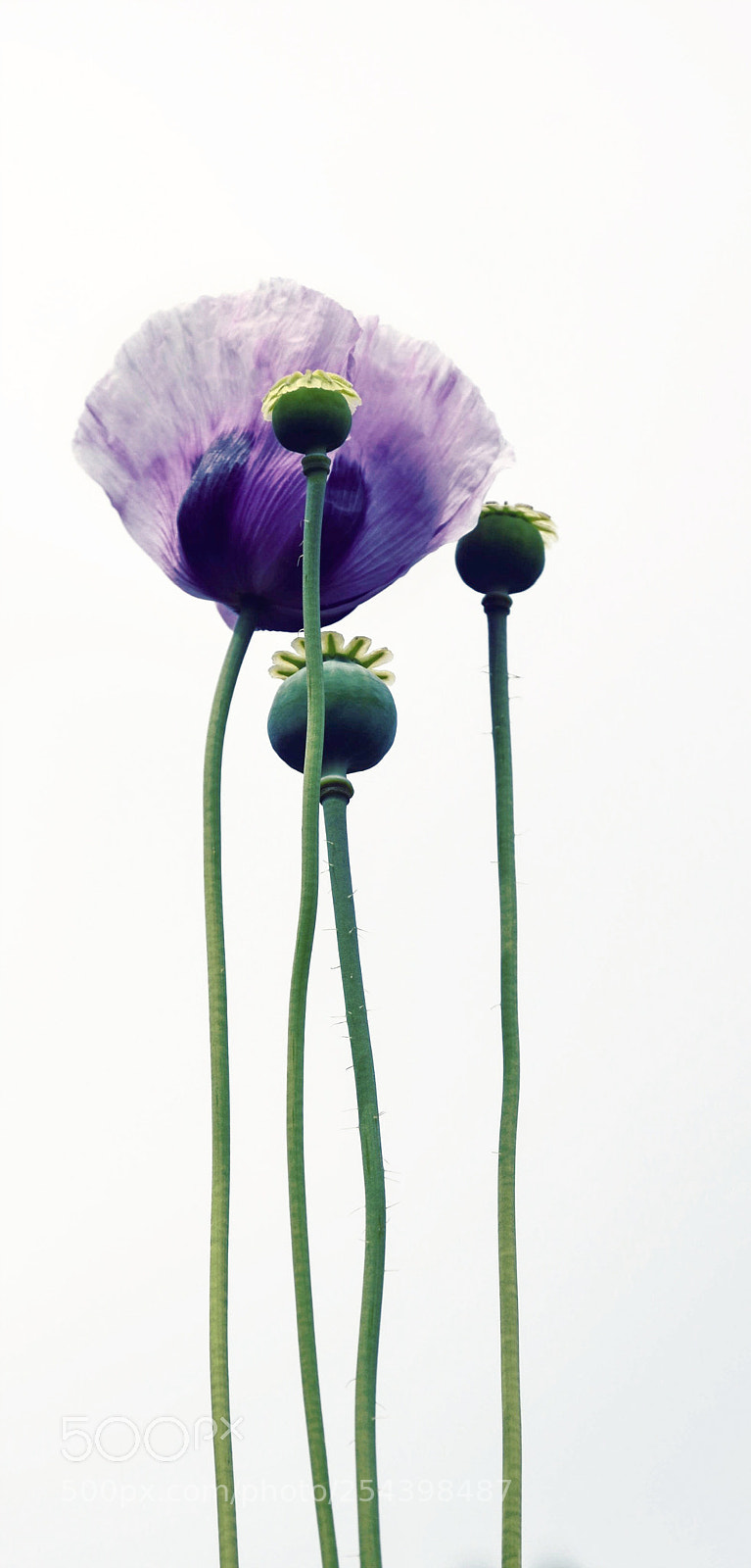 Nikon D5100 sample photo. Flower photography